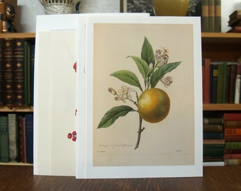 Collection of six prints and illustrations featuring fruits and berries from disbound vintage books - Free US Shipping