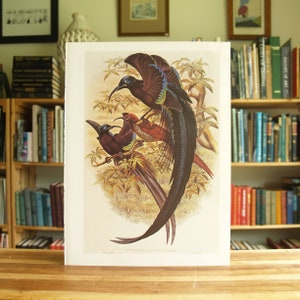 Schwarzer Sichel-Billed Bird Of Paradise - großer vollfarbiger Vogeldruck von R. Bowdler Sharpe - Free US Shipping