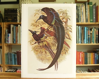 Black Sikkel-Billed Bird Of Paradise - grote full color vogelprint door R. Bowdler Sharpe - Gratis Verzending in de VS