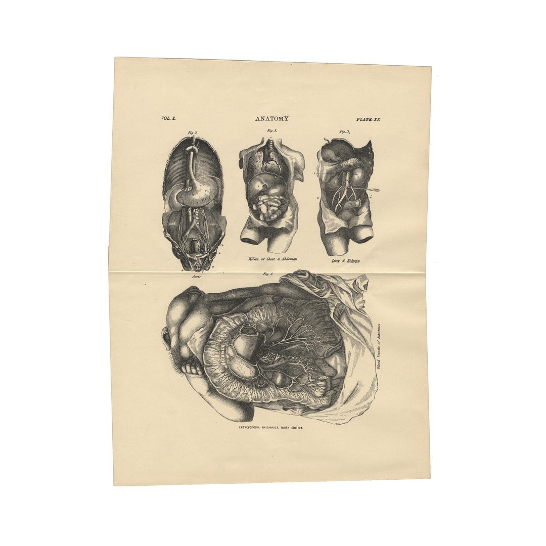 Antique Human Anatomy Print From the 1890 Encyclopedia Britannica - 9.5 ...