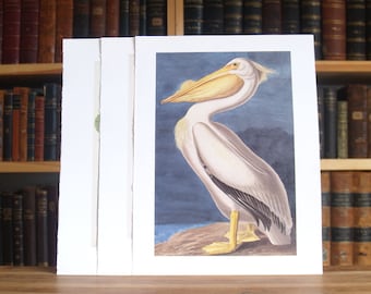 Three large Audubon full color bird prints - Free US Shipping