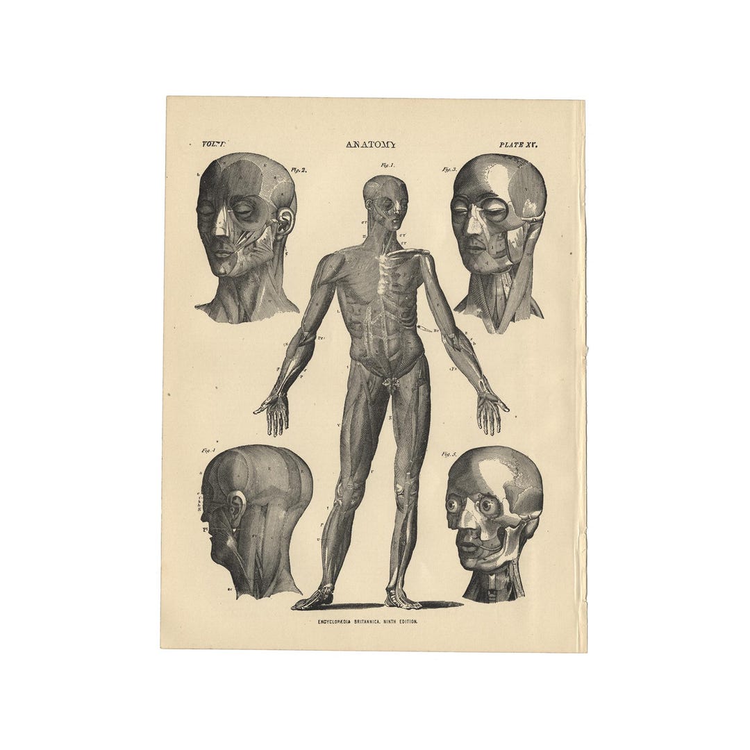 Antique Human Anatomy Print From the 1890 Encyclopedia Britannica - 7.5 ...