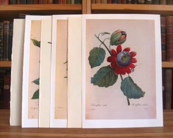Collection of six botanical prints and illustrations featuring plants and flowers from disbound antique and vintage books - Free US Shipping
