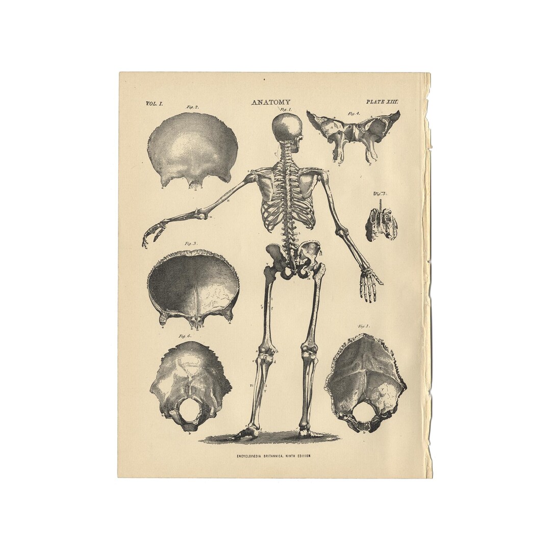 Antique Human Anatomy Print From the 1890 Encyclopedia Britannica - 7.5 ...