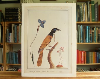 Blue-faced Honey Eater - large full color bird print by George Raper- Free US Shipping