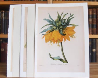 Collection of six botanical prints and illustrations featuring yellow flowers from disbound antique and vintage books - Free US Shipping