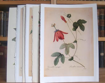 Collection of six botanical prints and illustrations featuring plants and flowers from disbound antique and vintage books - Free US Shipping