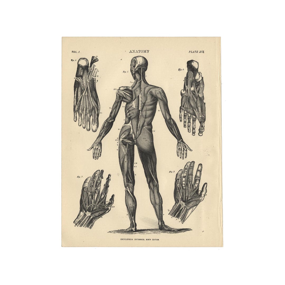 Antique Human Anatomy Print From the 1890 Encyclopedia Britannica - 7.5 ...