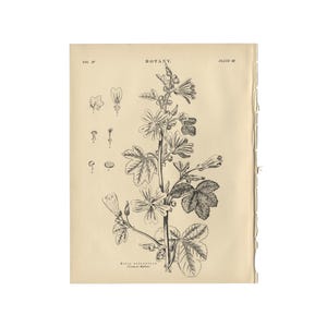 Malva Sylvestris - Common Mallow: botanical print from the 1890 Encyclopedia Britannica - 7.5 x 9.5 inches - Free US Shipping