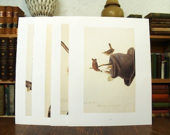 Four large Audubon full color bird prints - Free US Shipping