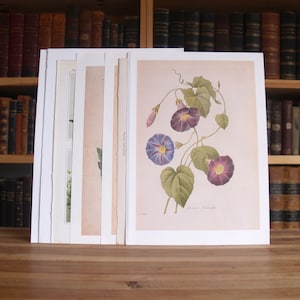 Collection of eight prints and illustrations featuring plants and flowers from disbound antique and vintage books - Free US Shipping
