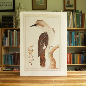 Kookaburra - large full color bird print by George Raper- Free US Shipping