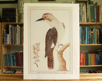 Kookaburra - grote full color vogelprint door George Raper- Gratis VERZENDING