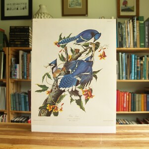 Blue Jays - large full color bird print by Audubon - Free US Shipping