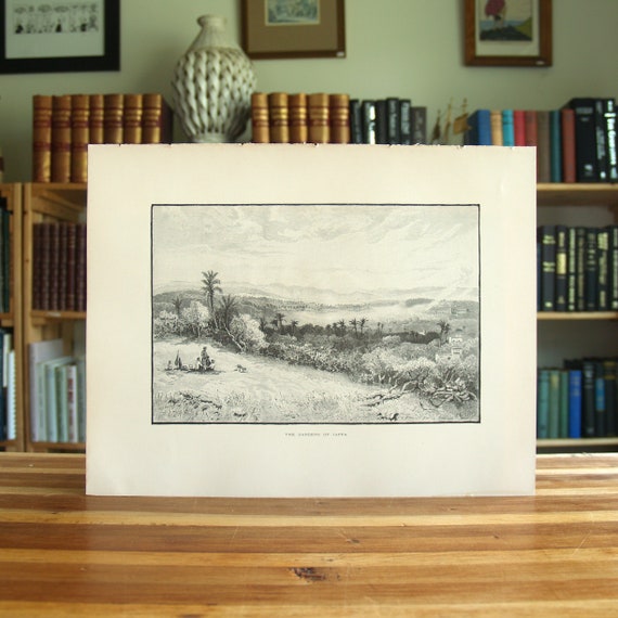 The Gardens Of Jaffa - antique engraving print from the 1890 book "The Picturesque Mediterranean" - Free US Shipping
