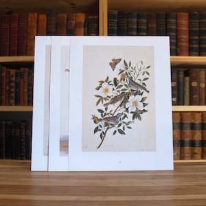 Three large Audubon full color bird prints - Free US Shipping