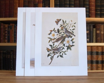 Three large Audubon full color bird prints - Free US Shipping