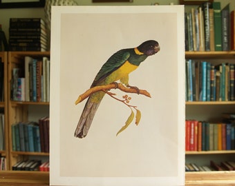 Port Lincoln Parrot - large full color bird print by F.L. Bauer - Free US Shipping