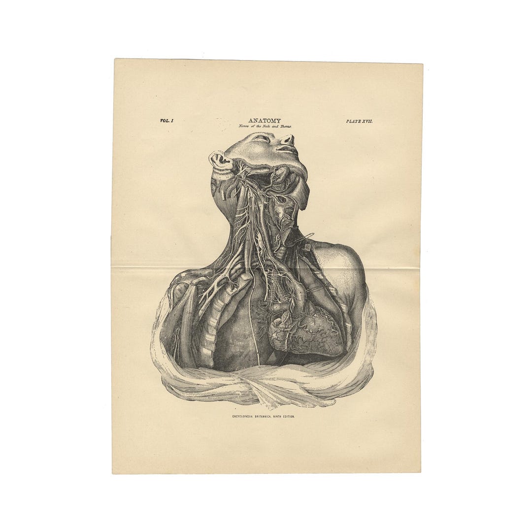 Antique Human Anatomy Print From the 1890 Encyclopedia Britannica - 9.5 ...