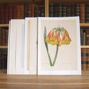 Collection of eight prints and illustrations featuring plants and flowers from disbound antique and vintage books - Free US Shipping