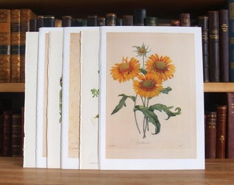 Collection of six prints and illustrations featuring plants and flowers from disbound antique and vintage books - Free US Shipping