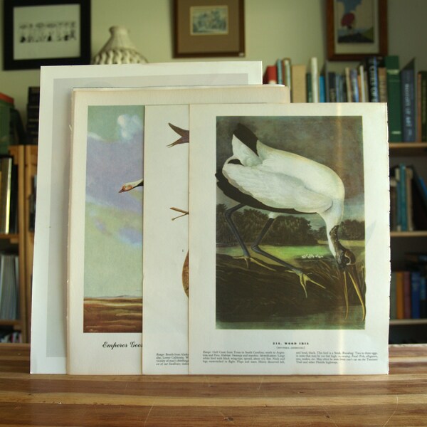 Collection of eight bird prints and illustrations from various disbound books - Free US Shipping