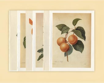Collection of six botanical prints and illustrations featuring berries and fruit from disbound vintage books - Free US Shipping
