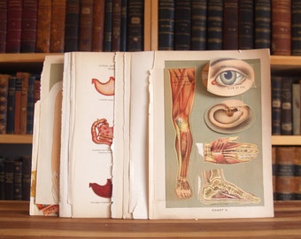 Collection of nine  original medical and anatomy prints from various disbound antique books - Free US Shipping