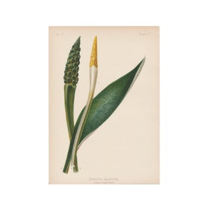 Oronticum Aquaticum - original antique color flower print from 1878 book &quot;Native Flowers & Ferns of the United States&quot; - Free US Shipping