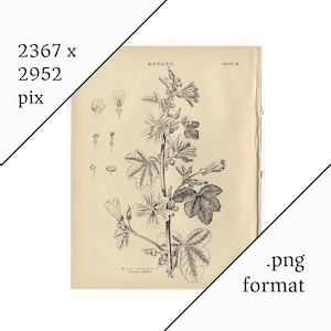 May include: A black and white botanical illustration of a Malva sylvestris plant, also known as Common Mallow, with the text "BOTANY. PLATE III" at the top of the page.
