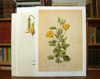 Collection of six prints and illustrations featuring yellow flowers from disbound antique and vintage books - Free US Shipping