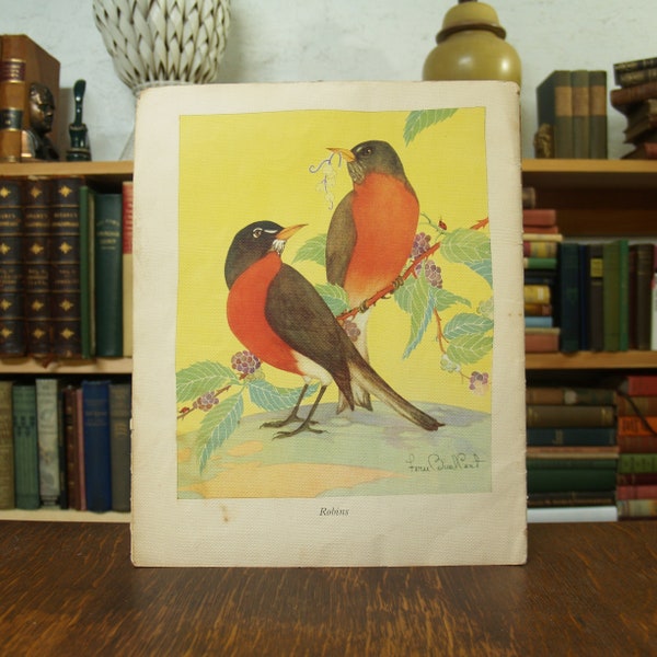 Robins - full color bird print from a disbound copy of a 1936 bird book - Free US Shipping