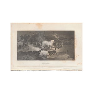 Bear Hunt - antique engraving from disbound 1856 book on arctic exploration - Free US Shipping