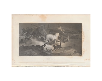 Bear Hunt - antique engraving from disbound 1856 book on arctic exploration - Free US Shipping