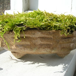 Hand Built Windowsill Moss Pot