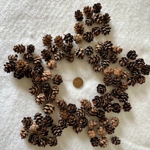 May include: A collection of small, brown pine cones scattered on a white, textured surface. The pine cones vary in size and shape, with a penny in the center for scale. The cones are a natural brown color.
