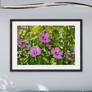 Rose of Sharon Photo Art Print: Hibiscus Syriacus Floral (Digital Download)
