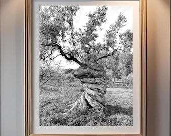 Twisted Olive Tree Black and White Photo Print: Botanical Wall Art (Digital Download)