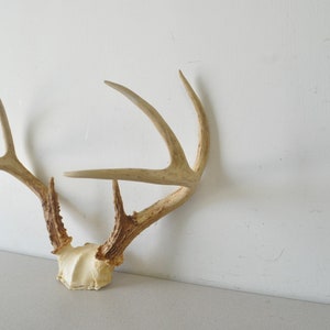 Vintage large Deer Antler Rack / Natural Winter Decor Jewelry Holderpartial deer skull and antlers image 3