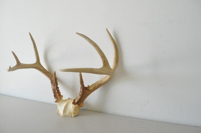 Vintage large Deer Antler Rack / Natural Winter Decor Jewelry Holderpartial deer skull and antlers image 3