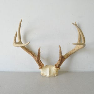 Vintage large Deer Antler Rack / Natural Winter Decor Jewelry Holderpartial deer skull and antlers image 2