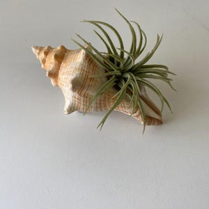 Rustic Aged Conch Shell  Real Vintage Conch Seashell for Air Plant Planter , Nautical Coastal Beach House Decor / beach decor