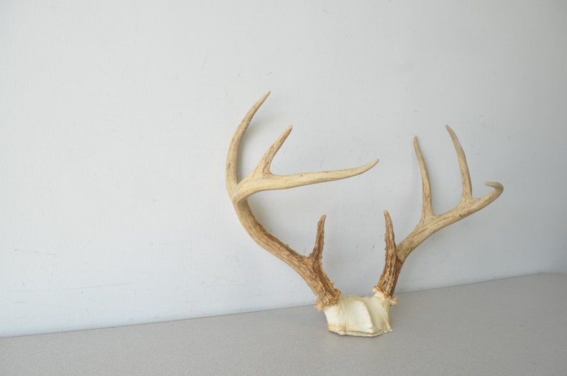 Vintage large Deer Antler Rack / Natural Winter Decor Jewelry Holderpartial deer skull and antlers image 4