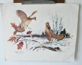 vintage Bird Book Plate Ruffled Grouse birds