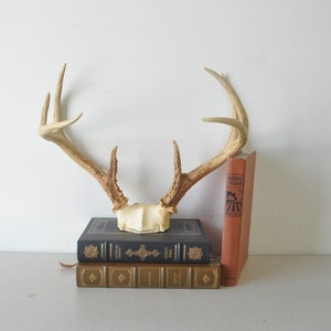 Vintage large Deer Antler Rack / Natural Winter Decor Jewelry Holderpartial deer skull and antlers image 1