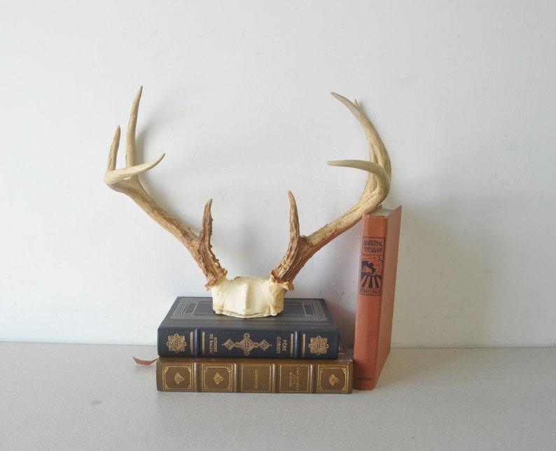 Vintage large Deer Antler Rack / Natural Winter Decor Jewelry Holderpartial deer skull and antlers image 1