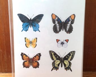 California Butterfly notecards (set of 8 A2 cards, blank inside)