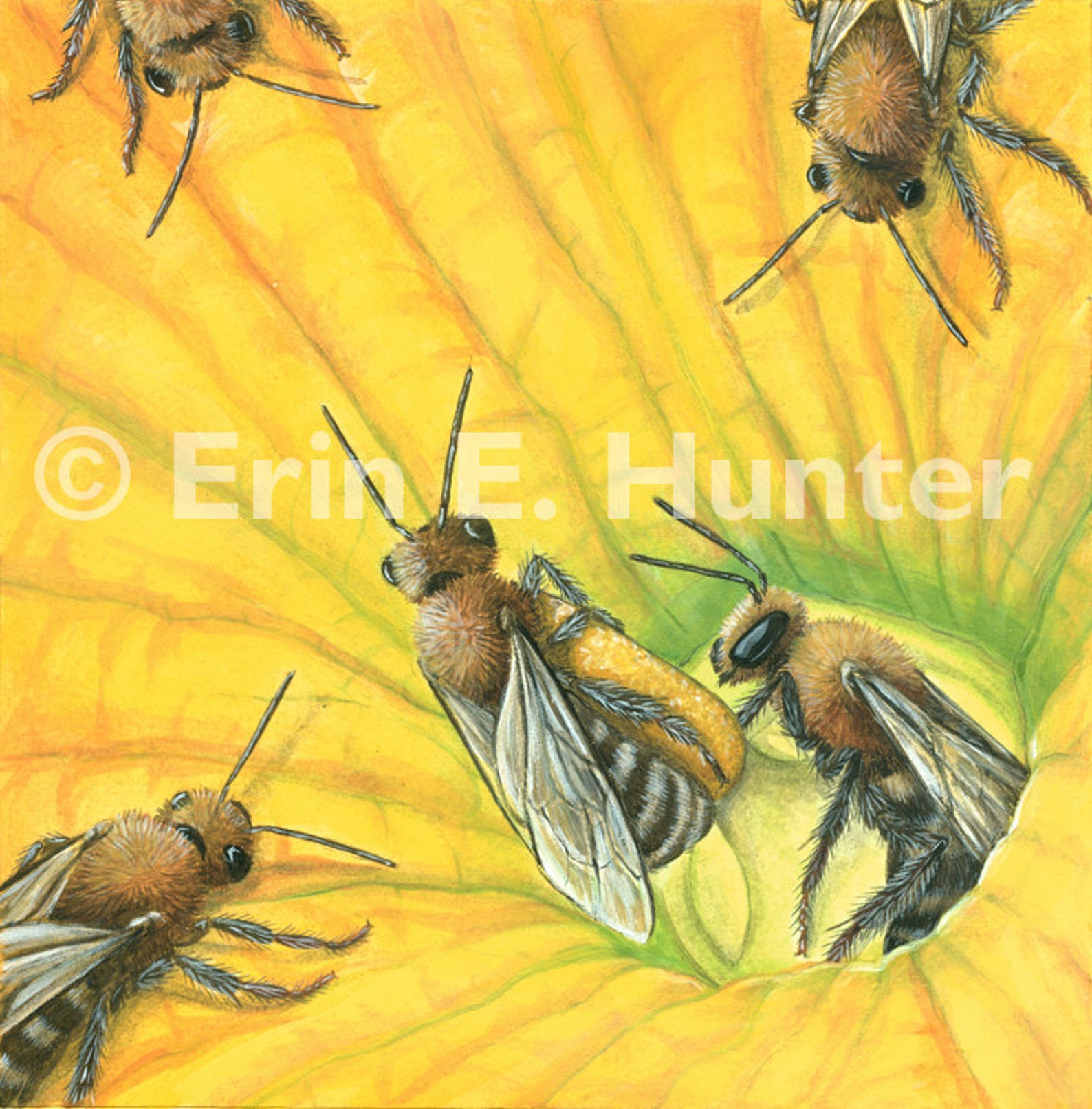 Squash Bees and Pumpkin Blossom Etsy