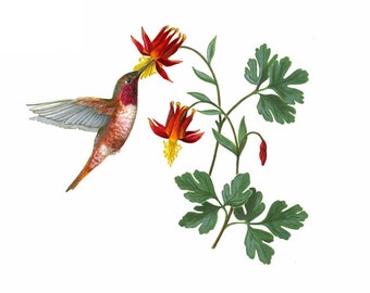 Rufous Hummingbird and Western Columbine