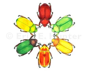 Scarab Beetles